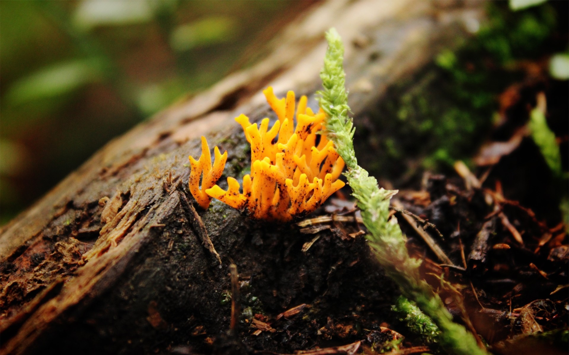 fungus-macro-nature-wood-2525350-1920x1200.jpg